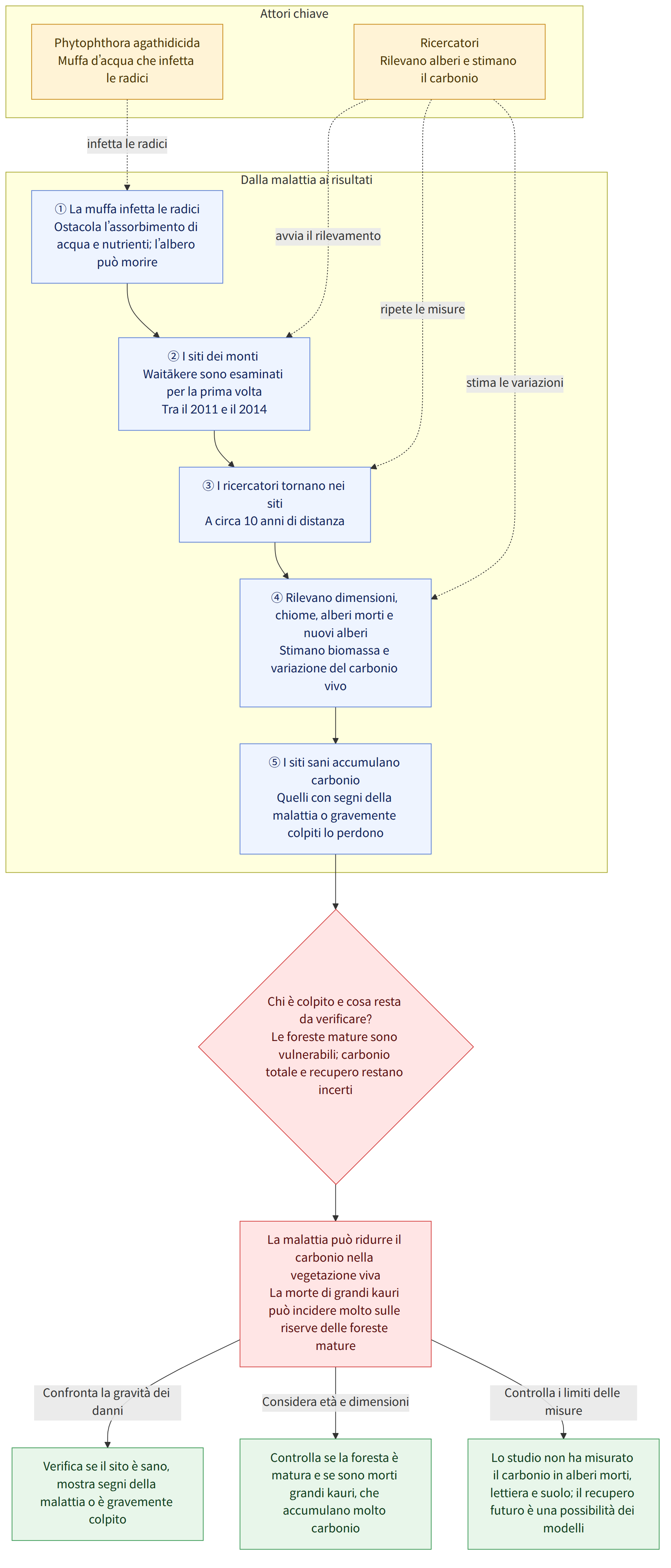 Attori chiave → Ricercatori Rilevano alberi e stimano il carbonio → Phytophthora agathidicida Muffa d’acqua che infetta le radici → Dalla malattia ai risultati → ① La muffa infetta le radici Ostacola l’assorbimento di acqua e nutrienti; l’albero può morire → ② I siti dei monti Waitākere sono esaminati per la prima volta Tra il 2011 e il 2014 → ③ I ricercatori tornano nei siti A circa 10 anni di distanza → ④ Rilevano dimensioni, chiome, alberi morti e nuovi alberi Stimano biomassa e variazione del carbonio vivo → ⑤ I siti sani accumulano carbonio Quelli con segni della malattia o gravemente colpiti lo perdono → Chi è colpito e cosa resta da verificare? Le foreste mature sono vulnerabili; carbonio totale e recupero restano incerti → La malattia può ridurre il carbonio nella vegetazione viva La morte di grandi kauri può incidere molto sulle riserve delle foreste mature → Confronta la gravi…